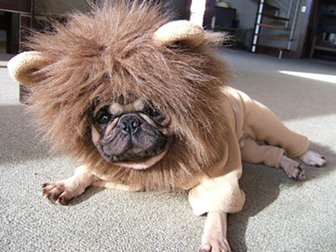 Clapton dressed as a lion.