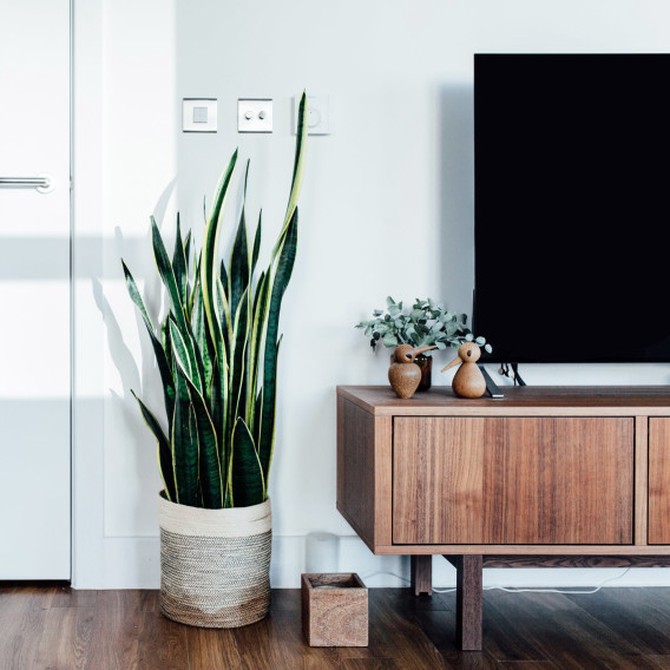 plant to hide cords