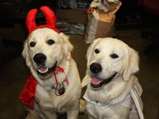 Dogs dressed as a devil and an angel