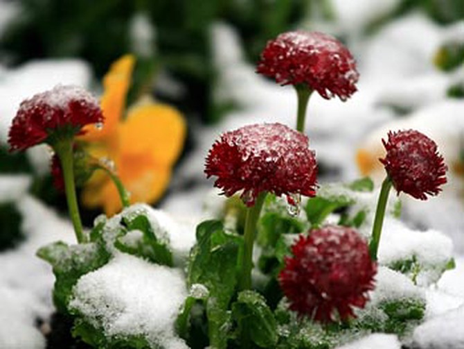 Flowers covered with frost