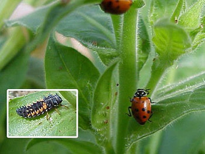 Ladybug and ladybug larva