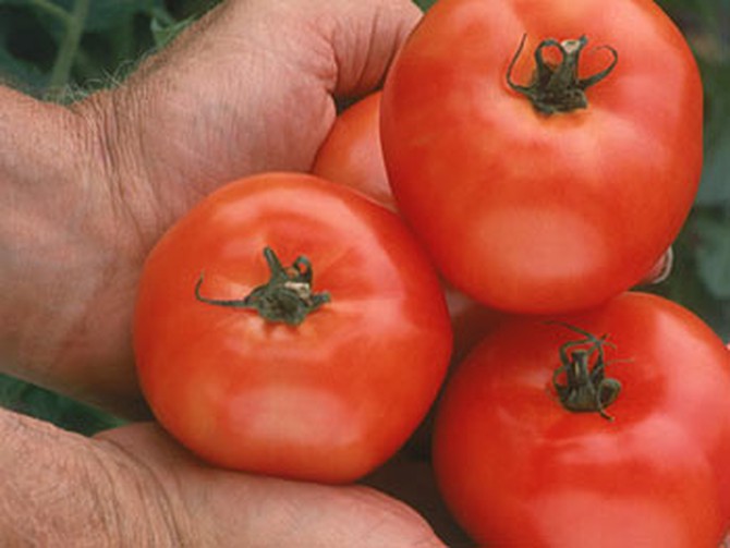 Man holding homegrown tomatoes