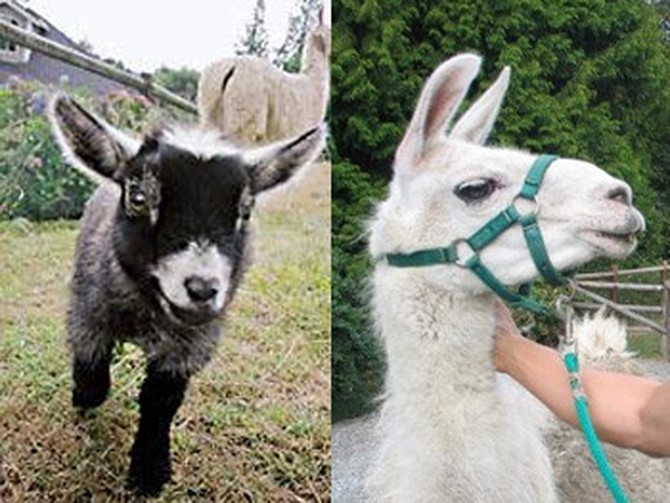 Pygmy goat and llama