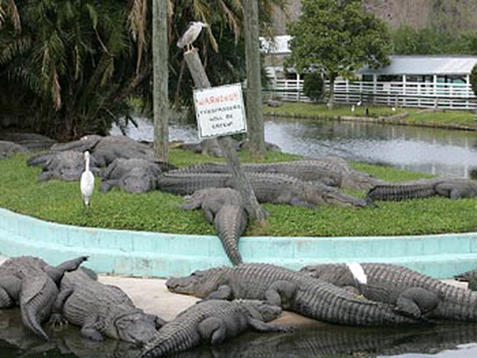 Gatorland in Florida