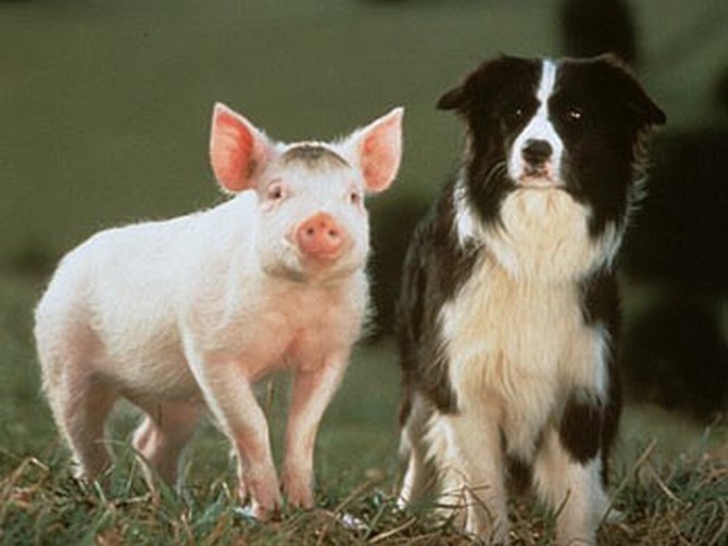 Babe and Fly, a sheepdog