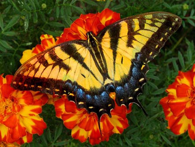 Butterfly on flowers in Pleasant View, Tennessee