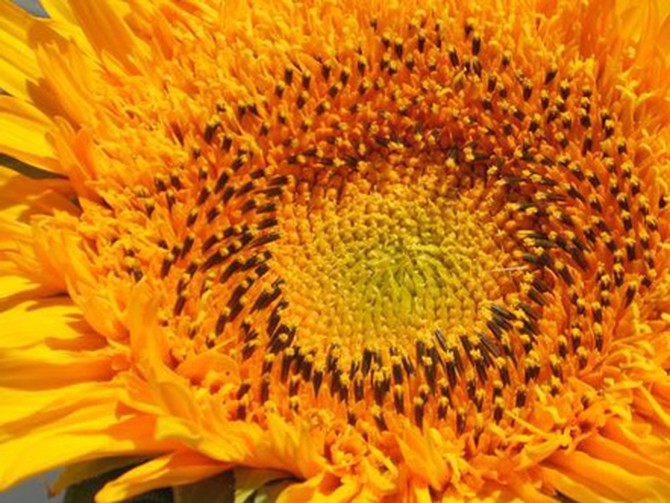 Sunflower in Philadelphia, Pennsylvania