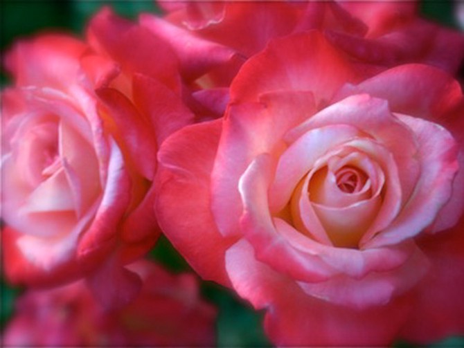 Rose garden in Kansas City, Missouri
