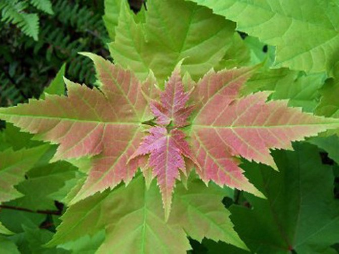 Maple leaf in Algonquin Provincial Park, Ontario, Canada