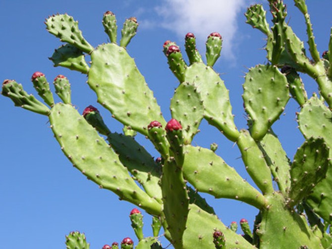 Cactus in Trapani, Italy