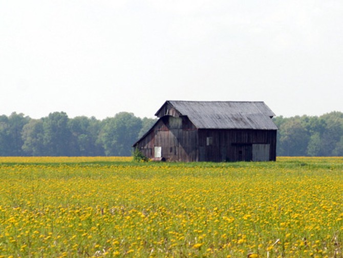 Field in Sullivan, Illinois