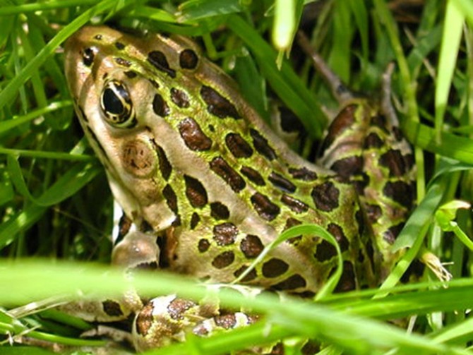 Frog in Lancaster, Ontario