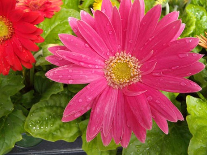 Pink daisy in Schaumburg, Illinois