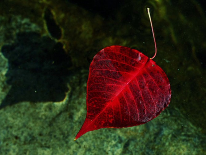 Red leaf in Niyodogawa, Japan