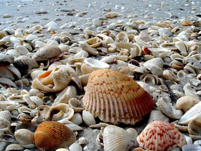 Shells on the beach in Sanibel Island, Florida.