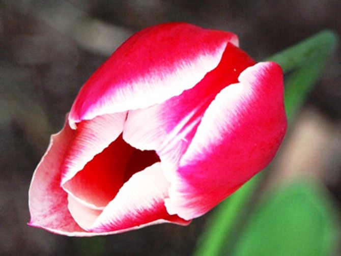 Tulip in Cary, Illinois