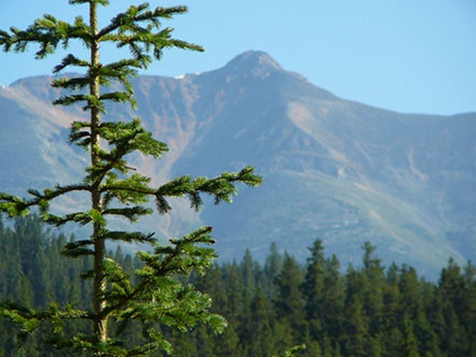 Tree-covered mountains