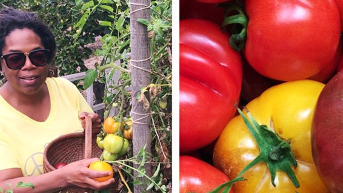 oprah and her tomatoes
