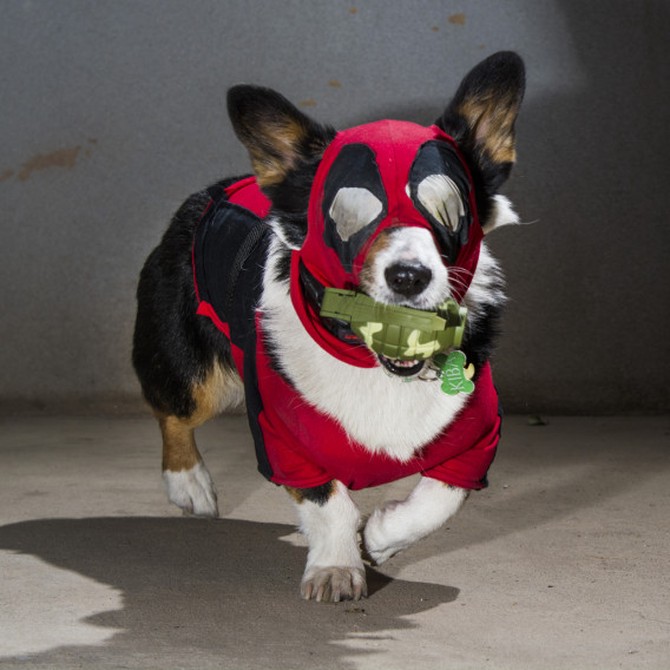 dogpool deadpool costume