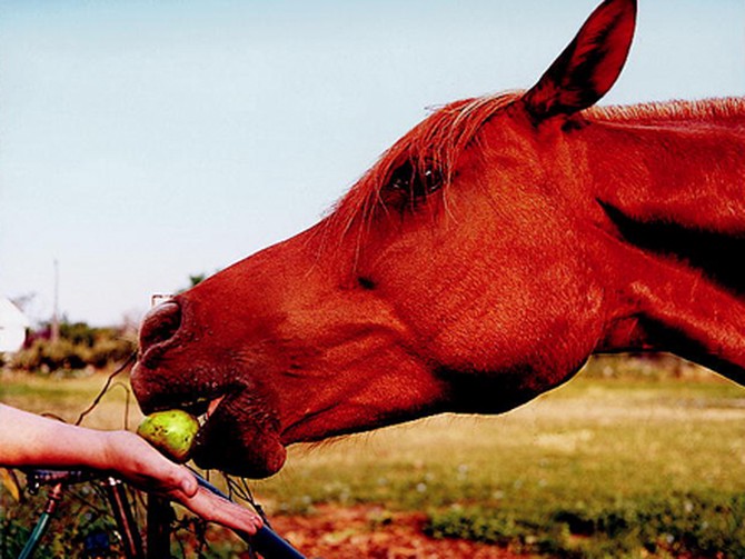 Horse eating apple from hand