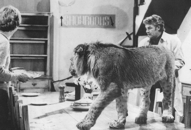 Christian the lion at Sophistocat