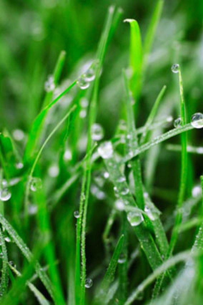 Eco grass