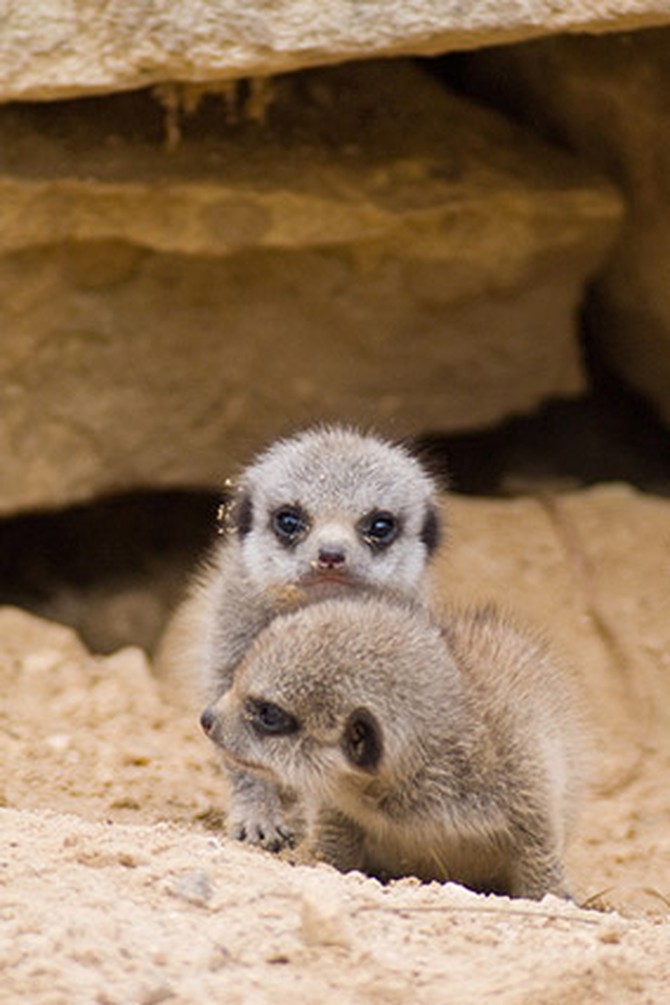 cute meerkats