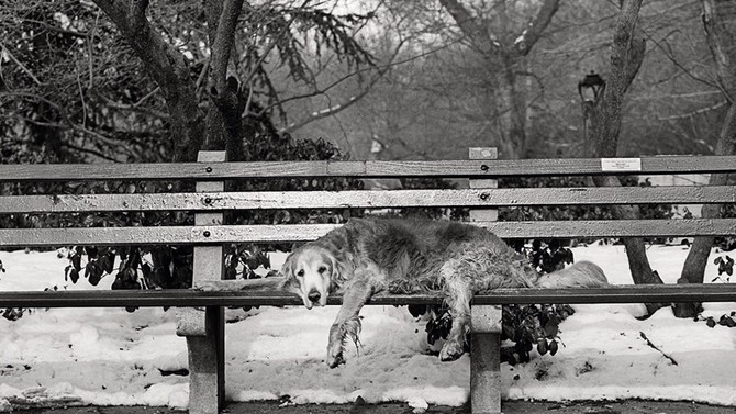 dog on park bench