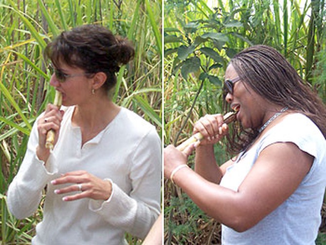 Book Club travelers try sugar cane for the first time.