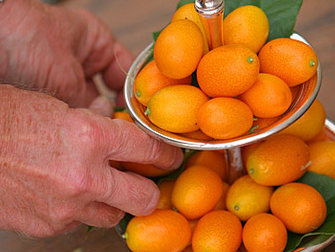 A kumquat display