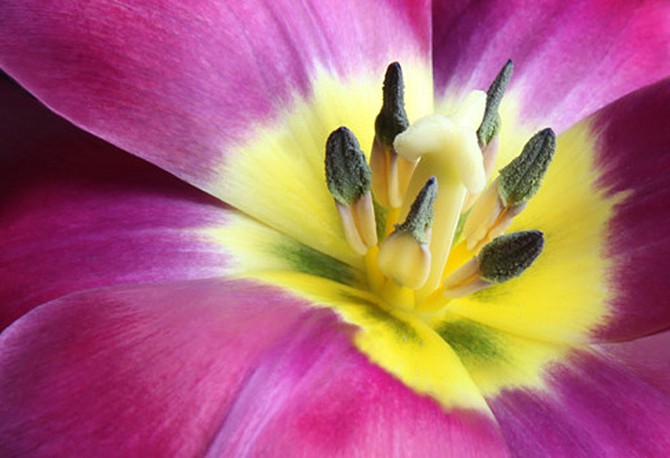 Fuchsia Tulip
