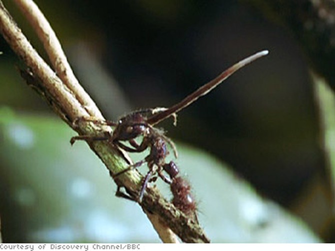 A parasite grows from the head of a bullet ant.