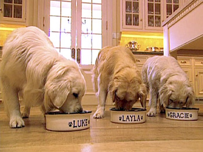 Oprah's dogs have great table manners.