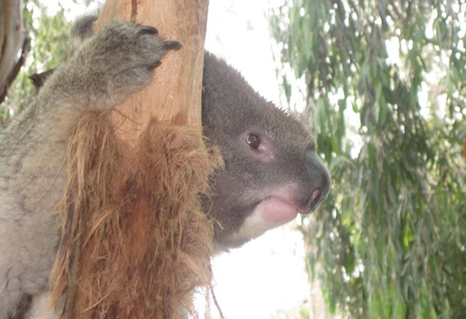 Benny the Koala at Healesville Sanctuary in Australia