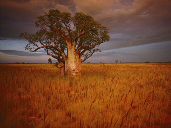 A boab tree in Western Australia
