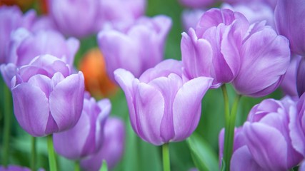 15 Popular Flowers to Plant in the Spring