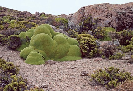 Rachel Sussman's Photos of the Longest Living Things on Earth