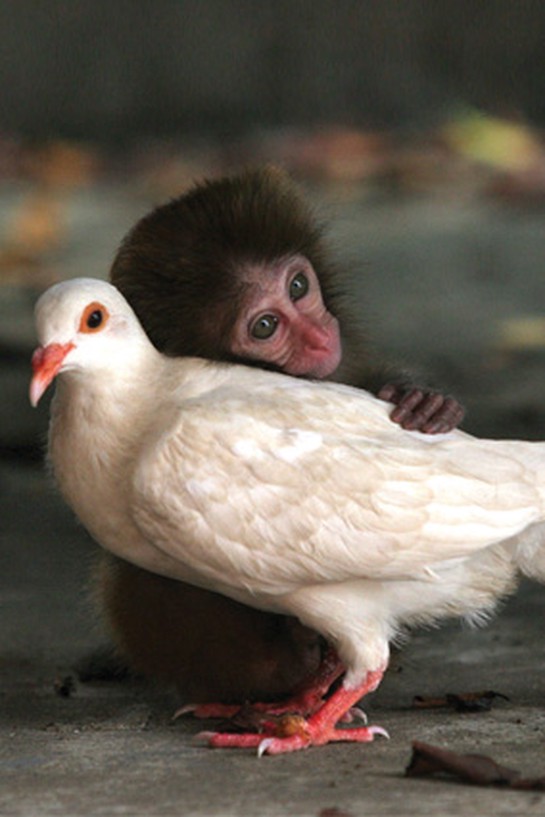 Monkey hugging a dove