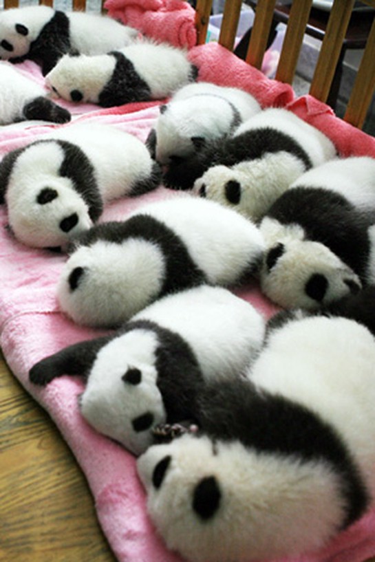 Pandas in a crib