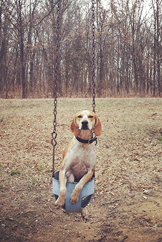 Maddie the dog on a swing