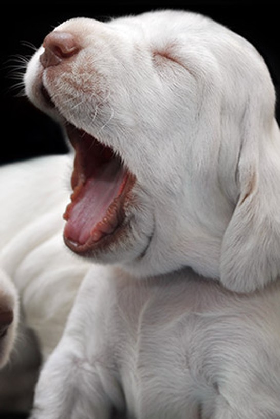 Puppy yawning