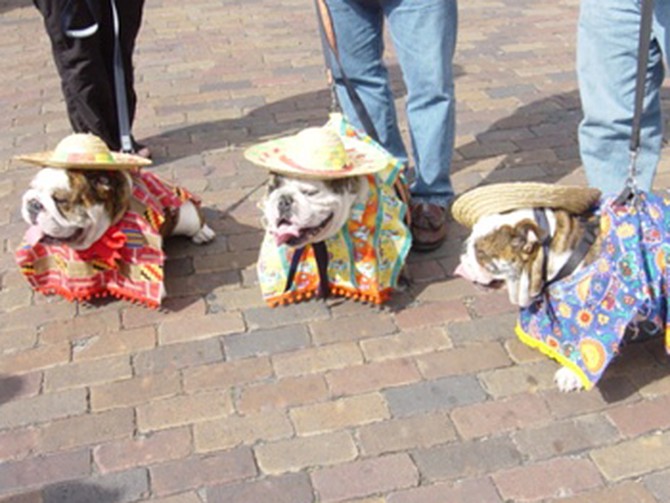 Bulldogs dressed as the Three Amigos.