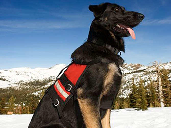 Search and rescue dog