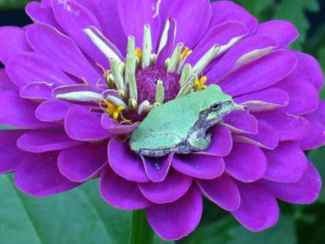 Frog in zinnia flower in Stover, Missouri