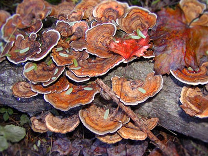 Fungi in the woods of North Carolina