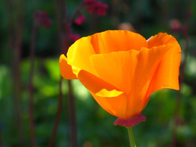 Orange flower in California