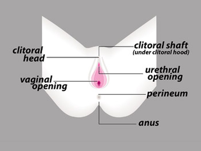 Dr. Laura Berman explains the external view of the female anatomy