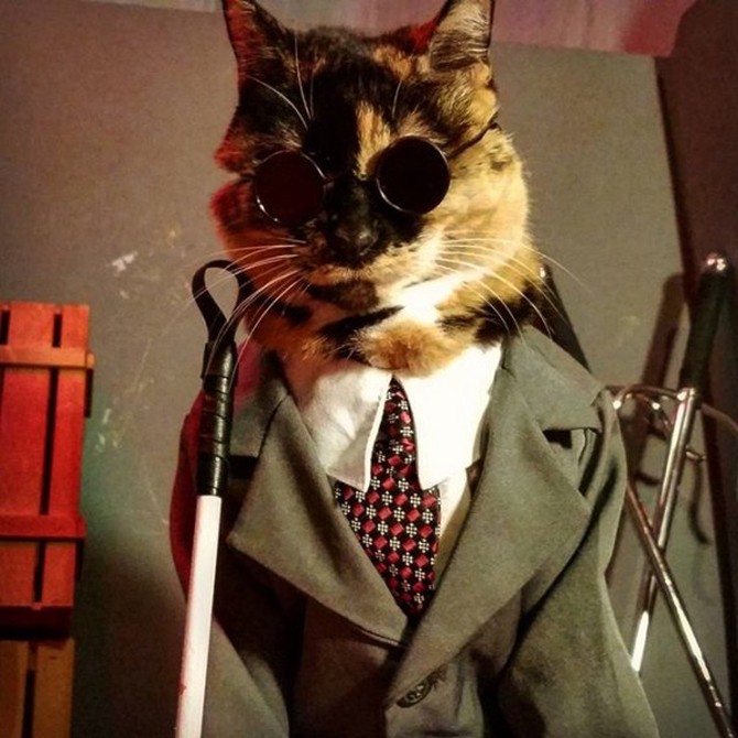 daredevil cat cosplay