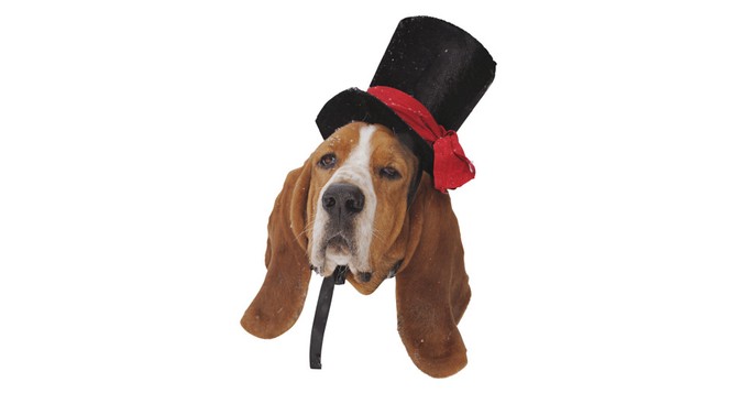 beagle in Halloween costume
