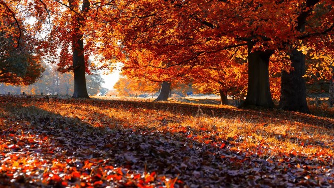 fall pastoral scene